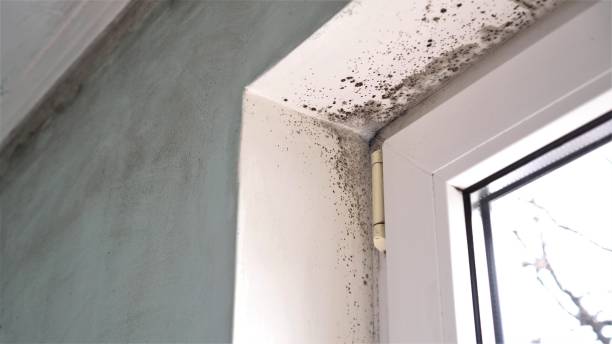 Mold Odor Removal Services