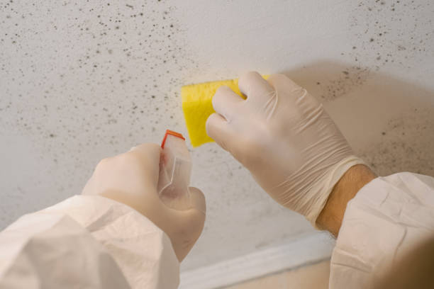 Best Mold Remediation for Healthcare Facilities  in Clifton Heights, PA